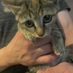 美猫ちゃん - 品川区