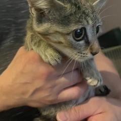 美猫ちゃん - 猫