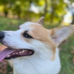 ドッグスクールの画像