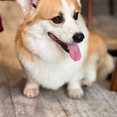 ドッグスクールの画像