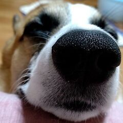 犬大好き・コーギー大好き　散歩友達
