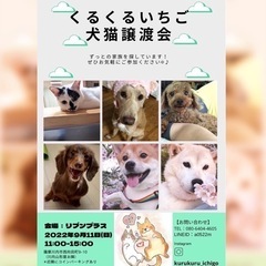 9／11譲渡会お知らせ