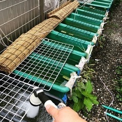 ７月6日めだか販売会（セール）1000円均一　　９時から１１時の画像