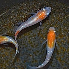 メダカ、らんちゅう、レッドビーシュリンプ