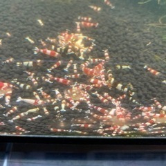 メダカ、らんちゅう、レッドビーシュリンプの画像