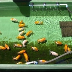 メダカ、らんちゅう、レッドビーシュリンプの画像