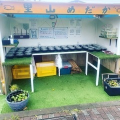 里山めだかの無人販売所　タマミジンコとエビ　9月1日　出品情報