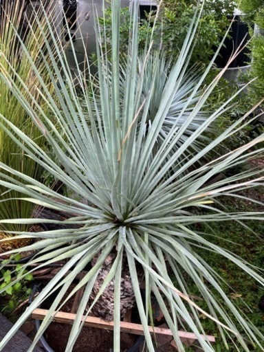 ノリナ ネルソニー