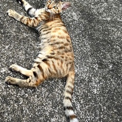 お陰さまで里親さま決まりました‼️