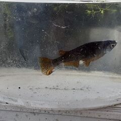 ブラックダイヤ 黄色 ヒレナガ　の メス　と オロチヒレナガ　の...