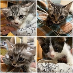 お話中　キジ、ハチワレ4兄妹　1ヶ月半