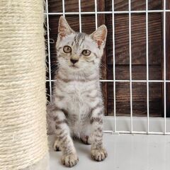 推定生後3ヶ月の野良猫ちゃんの里親募集中です😺🐾