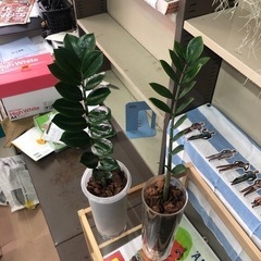 ザミオクルカス