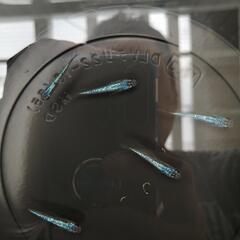 めだか　無人販売　サファイア　5匹 2500円