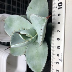 アガベ　ブルーウェーブ　の画像