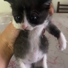 たまらなくかわいい！あごヒゲちゃん