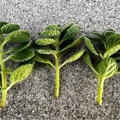 多肉植物　アロマティカス　3株‼️