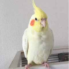 迷子のオカメちゃんを探しています。