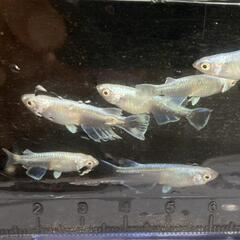 めだか メダカ 福岡市 南区の画像