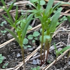 一緒に畑で野菜作りしませんか？ - 友達
