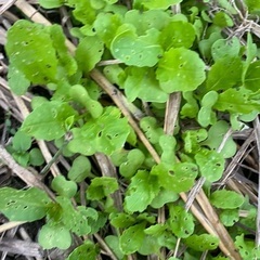 一緒に畑で野菜作りしませんか？ - 京都市