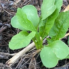 一緒に畑で野菜作りしませんか？ − 京都府