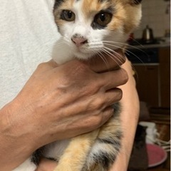 人懐っこい 三毛猫のメス 