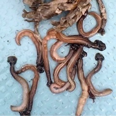 塩エラコ 100g 北海道産 [釣り餌]の画像