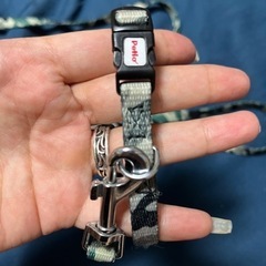 ペティオ首輪+リードの画像