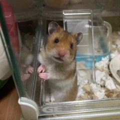 ハムスターの里親募集