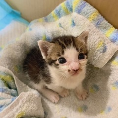 甘えん坊なキジトラの男の子🐱