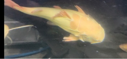 熱帯魚　プラチナレッドテールキャット±60cm