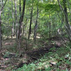 【田舎でひっそり】2800坪の広大な自然の中で本格ブッシュクラフ...