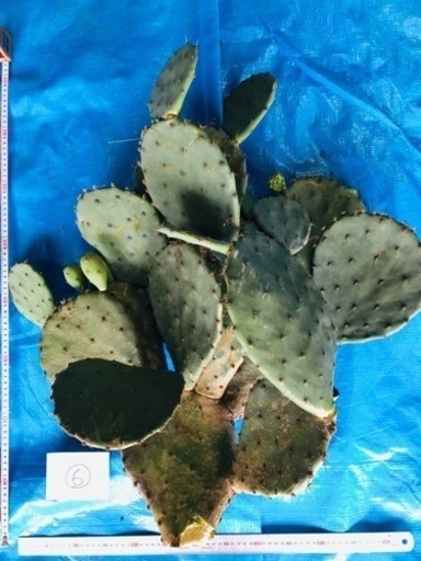 ウチワサボテン　特大サイズ　　　　　　ドライガーデン