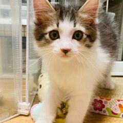 ４兄妹☆長女　フワフワ少し長毛気味の激かわ女子！日華ちゃん