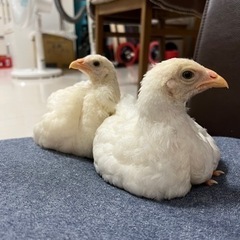 木材を譲ってください