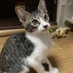 ４兄妹☆次男　クリクリおめめのイケにゃん火輪くん