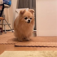 リードクライミング 仲間募集（主に平日昼間〜夕方@錦糸町t-wall）