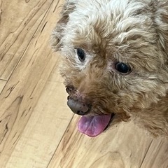 12歳女の子 繁殖犬リタイヤちゃん