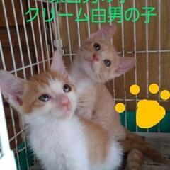 茶白　クリーム白　男の子　　生後２ヶ月　保護猫🐾