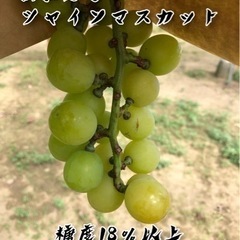 限定10セット　はねだし　シャインマスカット　1kg 1500円　の画像