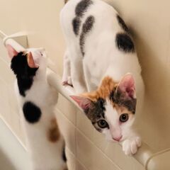 【再募集】三毛猫＊5ヶ月＊女の子 - 猫