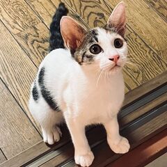 【再募集】三毛猫＊5ヶ月＊女の子の画像