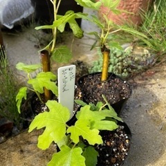 いちじく 挿し木苗の画像