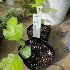 いちじく 挿し木苗の画像