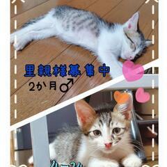 保護猫を迎えよう‼️茶白♂️きじしろ♂️ - 米子市