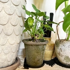 観葉植物　フィロデンドロン　クッカバラ