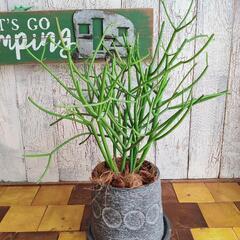 【観葉植物】 ミルクブッシュ　受皿付