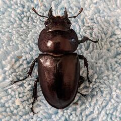 ノコギリクワガタ　ペア　手渡し＆地方発送OKの画像