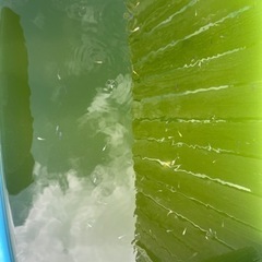 メダカmix